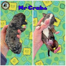 Mr. Crabs - Blue merle male Bernedoodle puppy in Banner Elk, North Carolina from Walnut Tree Bernedoodles