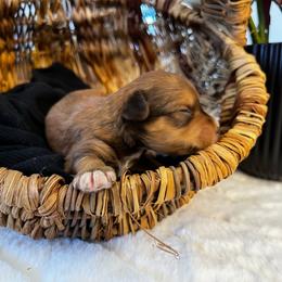 Apollo - Salt and pepper male Miniature Schnauzer puppy in Menifee, California from Moonshine’s Minis