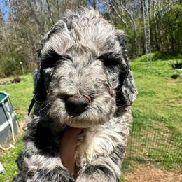 Squash - Merle male Labradoodle puppy in Greensboro, Georgia from B’s Doodles
