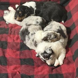 Shetland Sheepdog Puppies from Greener Fields Shelties