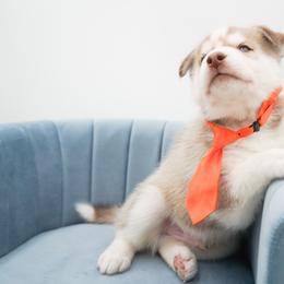 Siberian Husky Puppies from HuskiesWithFinesse