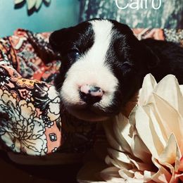 Border Collie Puppies from SoCal Border Collies