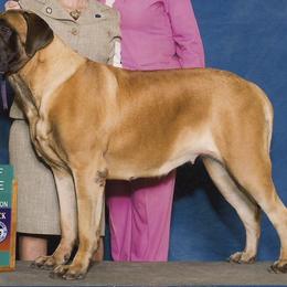 Mastiffs and Nova Scotia Duck Tolling Retrievers from Coopers Mastiffs & Duck Tollers