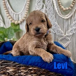 Levi - Apricot male Goldendoodle puppy in Jonesboro, Arkansas from Honeysuckle Creek Goldendoodles