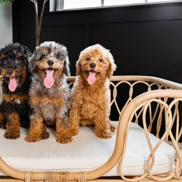 Cockapoo and Goldendoodle Puppies from My Forever Best Friend