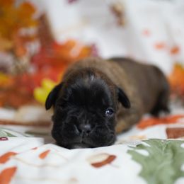 Tilly - Fawn female Boxer puppy in Warsaw, New York from Hillview Kennels
