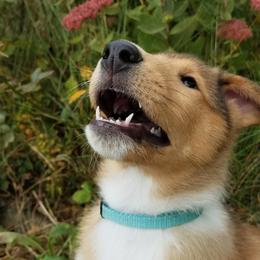 Collie Puppies from Whisper Collies