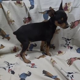 Gertie - Teal collar - Black and tan female Miniature Pinscher puppy in Ethridge, Tennessee from Liberty Hill Farm