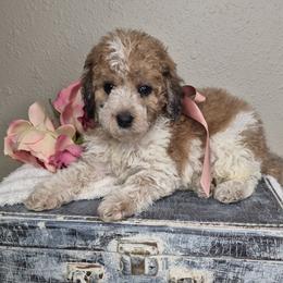 Mia - Parti female Springerdoodle puppy in Fargo, North Dakota from Dakota SpringerDoodles