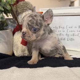 Violet - Liver female French Bulldog puppy in Warm Springs, Arkansas from Seven Hills Arkansas