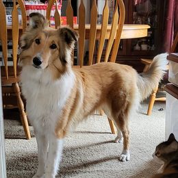 Lexi - Old Time Scotch Collie
