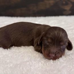 Bianca - Chocolate and tan female Dachshund puppy in Dothan, Alabama from Little House Pups