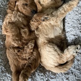 Goldendoodle Puppies from Missoula Family Goldendoodles