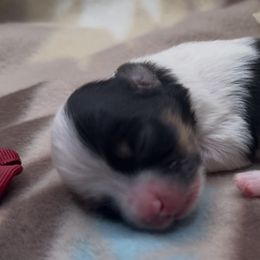 Rory - Black and white female Havanese puppy in Verden, Oklahoma from Holcombs Puppy Ranch