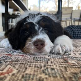 Aussiedoodle and Goldendoodle Puppies from Junipersdoodles