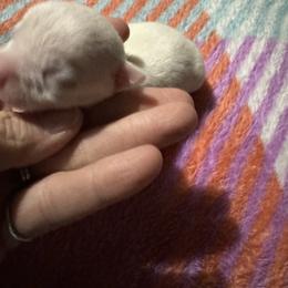 Chihuahua and Pembroke Welsh Corgi Puppies from Stephanie’s Corgi Colony