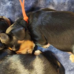 Orange - Piebald male Dachshund puppy in Amarillo, Texas from Panhandle Dashing Doxies