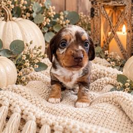 Robert- Reserved - Dapple male Dachshund puppy in Stoneville, North Carolina from Yadkin Valley Dachshunds