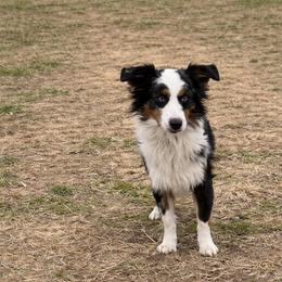 ShowMe's Got Bad Habits - Tex - Blue merle male Miniature Australian Shepherd puppy in Oronogo, Missouri from Dutton's Show Me Farms