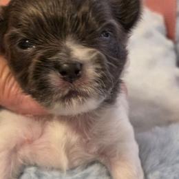 Midwest Mini Keith - Blue male Mi-Ki puppy in Clearwater, Kansas from Midwest Mini Mi-kis