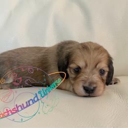 Stellar - Cream female Dachshund puppy in Peyton, Colorado from Dachshund Universe