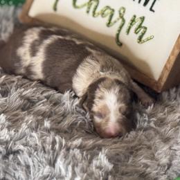 Flo - Red merle female Miniature Australian Shepherd puppy in California from Eagle River Aussies