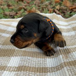 Knox - Black and rust male Doberman Pinscher puppy in Toney, Alabama from Bhon Mhuir Dobermanns