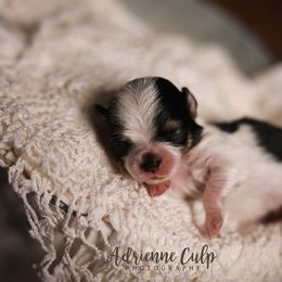 Biewer Terrier Puppies from Imperial BabyDoll Biewers