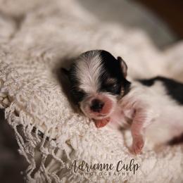 Biewer Terrier Puppies from Imperial BabyDoll Biewers