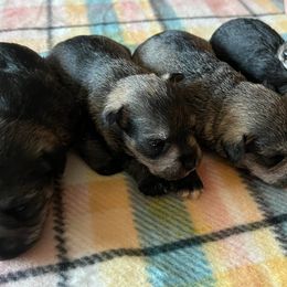 Miniature Schnauzers from Stephenson’s Mini Schnauzer’s