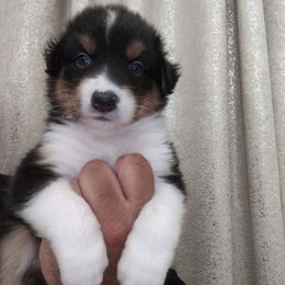 Anakin - Black tri-color male Australian Shepherd puppy in Turlock, California from Cherangani Hills Australian Shepherds