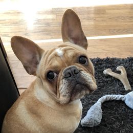 Kika - French Bulldog