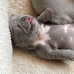 French Bulldog Puppies from Red Barn Farm of the Ozarks