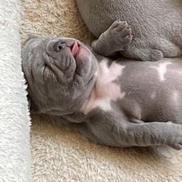 French Bulldog Puppies from Red Barn Farm of the Ozarks