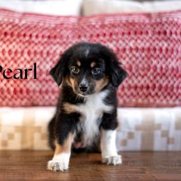 PEARL - Black tri female Miniature American Shepherd puppy in Puyallup, Washington from TRAILS END GEMINI