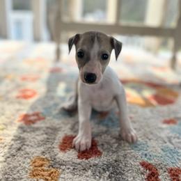 Smitten - White and fawn male Whippet puppy in Oneida, Tennessee from Saving Grace