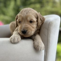 Oliver - Apricot male Goldendoodle puppy in Rainier, Oregon from Beaver Springs Puppies