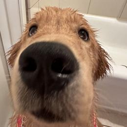 Golden Retriever Puppies from Star Raised Goldens