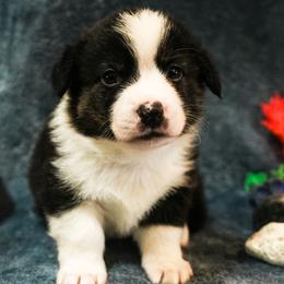 Valentine - Black and white male American Corgi puppy in Los Angeles, California from Cal Beach Corgis