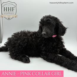 ANNIE - Light Pink Collar Girl- Black with white markings - Black female Poodle puppy in Charlo, Montana from Heavenly Hilltop Farm
