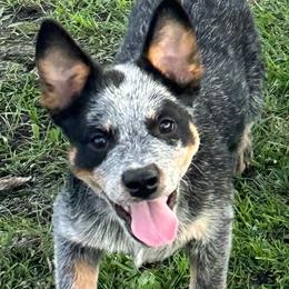 Boy 1 - Blue speckled male Australian Cattle Dog puppy in Iowa from OverTime Cattle Dogs