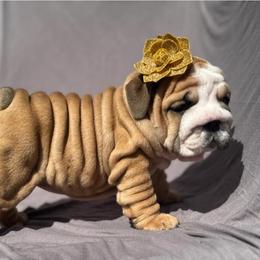 Yasmin - Red female Bulldog puppy in Lakeland, Florida from Fur Love And Puppies