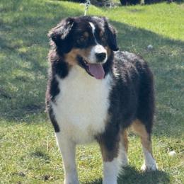 Brezzy - Miniature American Shepherd