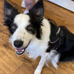 Border Collies from Applegarth Border Collies