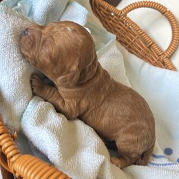 Stone - Red  male Poodle puppy in Huntsville, Alabama from Flint River Poodles