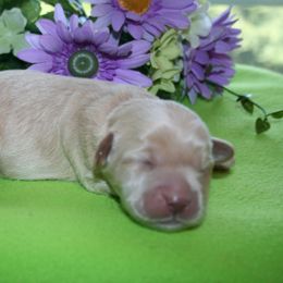 Australian Labradoodle Puppies from Windsor Creek Labradoodles