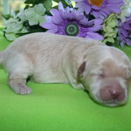 Australian Labradoodle Puppies from Windsor Creek Labradoodles