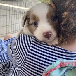 Miniature American Shepherd and Miniature Australian Shepherd Puppies from Husker Mini Aussies
