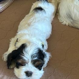 Sunshine - Black white and tan female Cocker Spaniel puppy in Pueblo, Colorado from Scott & Lada’s Pups