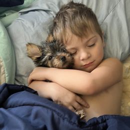 Yorkshire Terrier Puppies from Celestial Family Terriers (Yooper Yorkies)